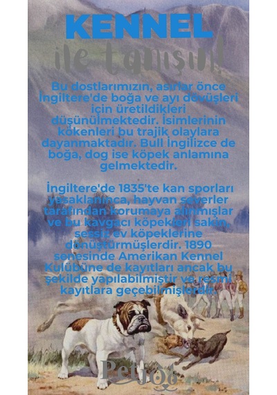 Petjoo 16.Kennel Gri-Mavi Qr'lı Köpek Künyesi