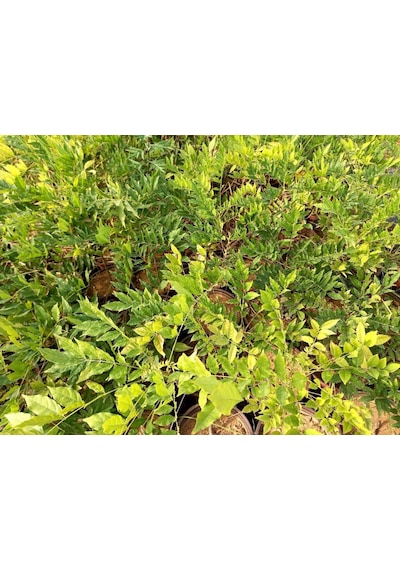 Mor Salkım Fidanı 3 Adet - Wisteria Sinensis