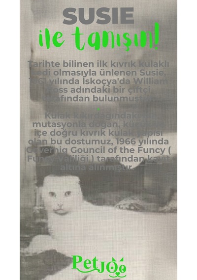 Petjoo 3.Susie Yeşil-Gri Qr'lı Kedi Künyesi