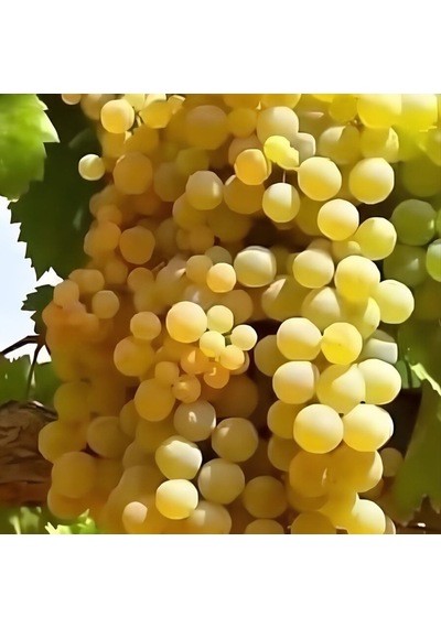 Yemesi Mükemmel Kokulu Yüksek Aromalı Dökülgen Üzüm Fidanı