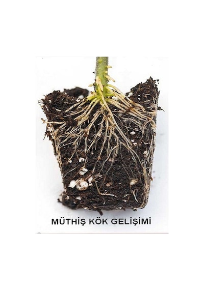 Doğal Köklendirme Tozu Köklendirme Hormonu 2 Grm Gibberell