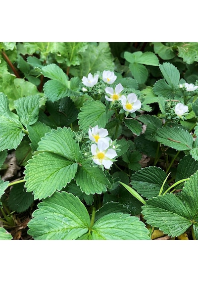 Beyaz Çilek Pineberry Fidesi 3 Adet