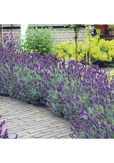 Lavanta Lavandula Angustifolia 3 Adet