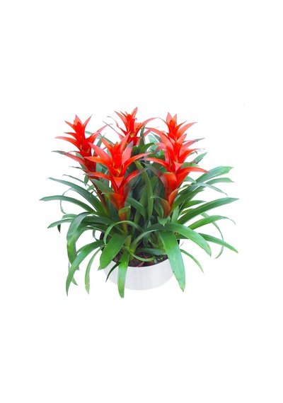 Guzmanya - Guzmania 5 Li Tasarım - 599284531