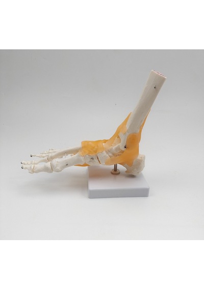 Ece-Eğitim Ayak Eklemi Modeli Ligamentli Gerçek Boyut
