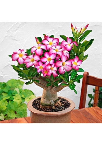 Arabic Adenium Çöl Gülü Çiçeği Fidanı