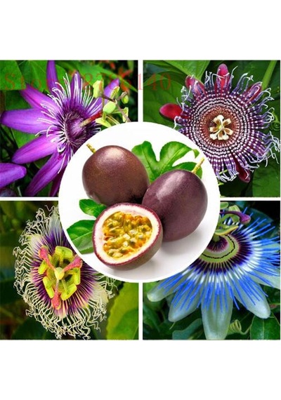 Quadrangularis Passiflora Tohumu Ekim Seti 3 Tohum +Saksı +Toprak