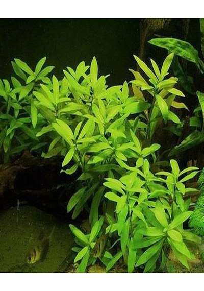 Hy Gophila Polysperma Ceylon Zeytin 6-8 Kök Canlı Kök P260