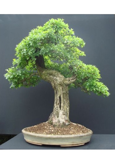 Bodur Bonsai Sarı Alıç Ağacı Tohumu Alıç Tohumu Yetiştirme Kiti