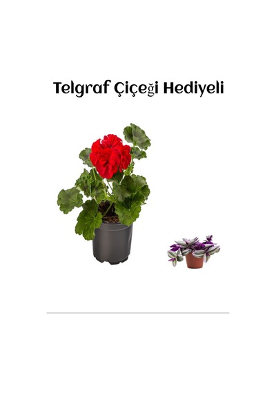 Hediyelik Kırmızı Sardunya Fidanı Sevgililer Gününe Özel Telgraf Hediyeli