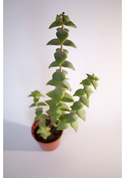 Crassula Rupestris Sukulent Tekli 5,5 Cm Saksıda