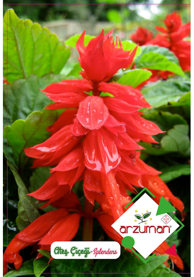 Arzuman Ateş Çiçeği Salvia Splendens Tohumu 30 Adet