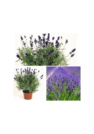 Aromatik Bitki Lavanta Fidanı Saksılı Yoğun Kokulu