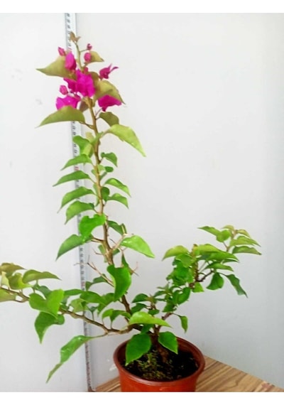 Bodur Begonvil Bougainvillea Ev - Balkon Begonvil Bougainvillea