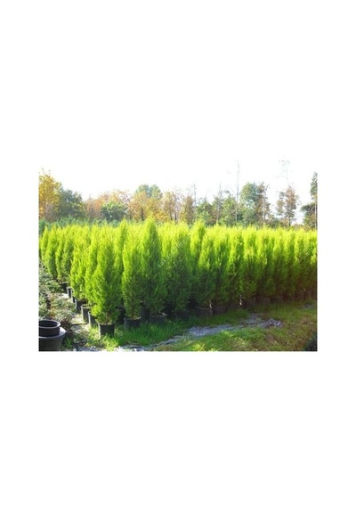 3 Yaş Aşılı Limon Selvi Fidanı 150 +