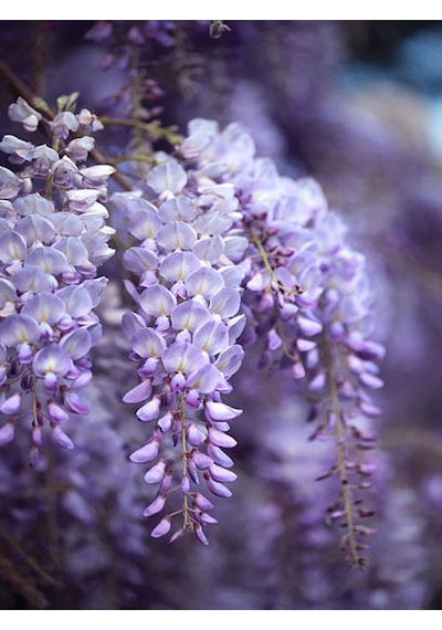 Videolu Mor Salkım 50-60 Saksılı/tüplü Dış Mekan Sarmaşık Bitkileri Wisteria
