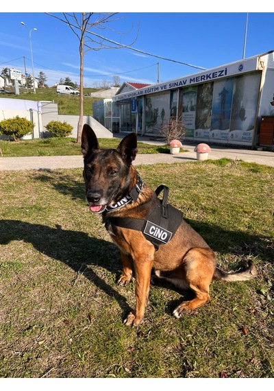 MgTasma K9 Göğüs Ve Boyun Tasma Seti Siyah