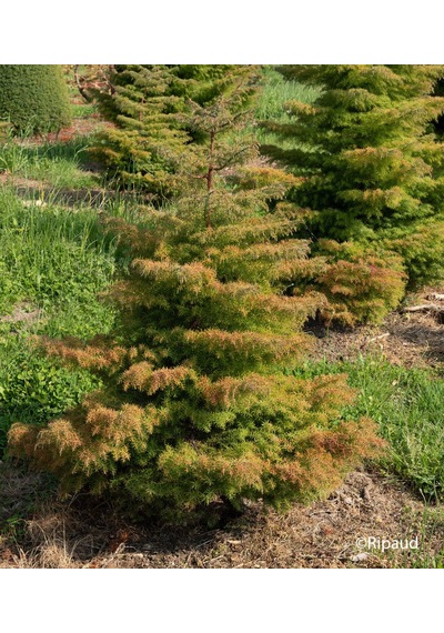 Cryptomeria Japonica Elegans Kadife Çam Fidanı 40-60 Cm Arası