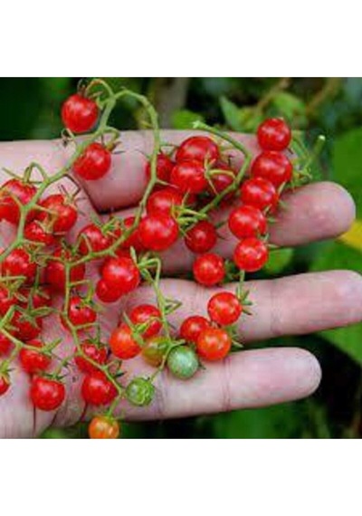 50 Adet Tohum Nadir Ithal Cherry Minik Bezelye Domates Tohumu Sürpriz Hediye Tohum..