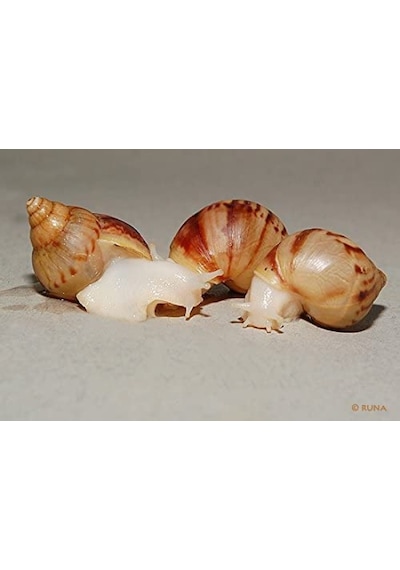 Dev Afrika Salyangozu ( Fulica Albino ) 1 Adet nohut boyu