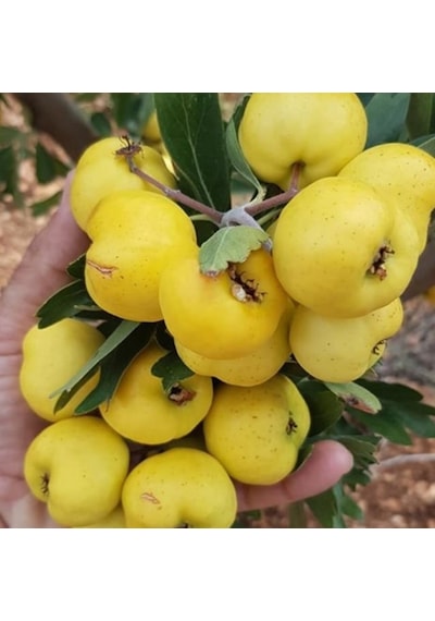 Tüplü Aşılı. İri Meyveli Sarı Belen Alıç Fidanı 80-100 Cm
