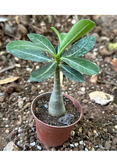 10 Adet 5.5 Luk Saksıda Adenium Çöl Gülü Çiçeği Fidanı Pakedi Mix Karışık 1