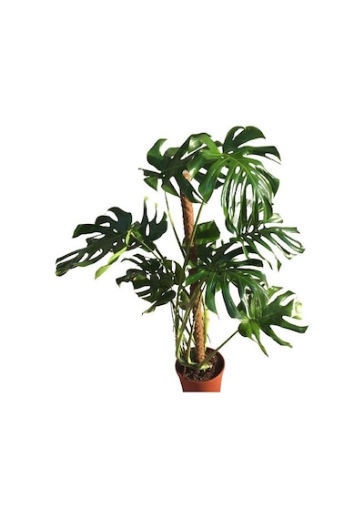 Yosunlu Destek Çubuğu İle Monstera 140 Cm Deve Tabanı
