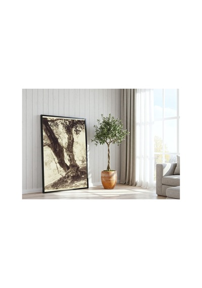Botanik Nice Zeytin Ağacı Çerçevesiz Poster 21x30 Cm A4 Botanik Doğa Tarihi Vintage İllüstrasyon