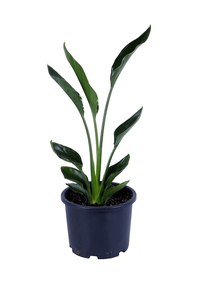 Starliçe - Starliçe Regina - Bitki Boyu 50-60 Cm Saksı Hariç - Cennet Kuşu - Strelitzia Regina