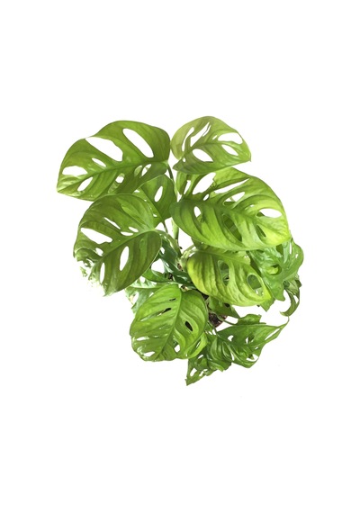 Monstera Adansonii (Deve Tabanı) Ø12 CM Y30-35 CM Monstera Adansonii (Deve Tabanı) Ø12 CM Y30-35 CM