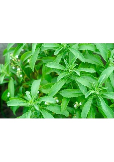 Eko Paket 100 Adet Tohum İthal Stevia Şeker Otu Tohumu Stevia Tohumu