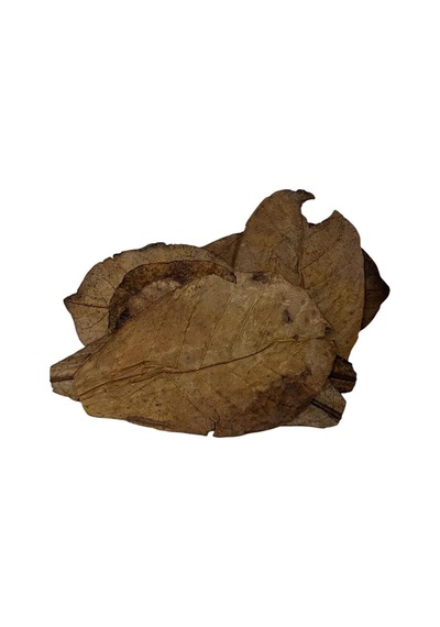 Catappa Yaprağı Yüksek Kalite İthal 15cm 3 Adet