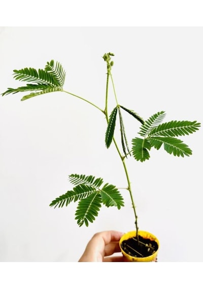 Mimosa Pudica Küstüm Çiçeği Canlı Bitki 10-20 Cm