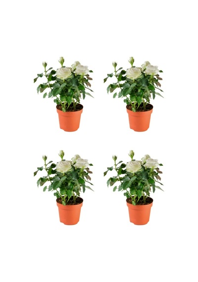 Yediveren Yoğun Kokulu Beyaz Renkli 30 60 Cm 4 Adet Saksılı Aşılı Gül White Rose