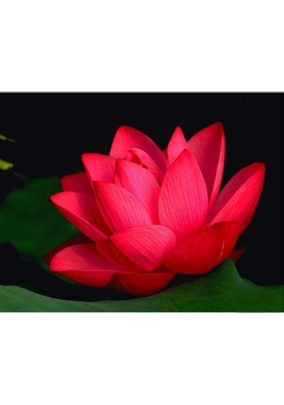 4 Adet Karışık Renklerde Lotus Nilüfer Çiçeği Tohumu Çiçek