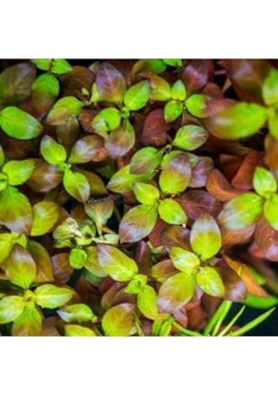 Peruensis Saksı Canlı Bitki P112 Çok Renkli
