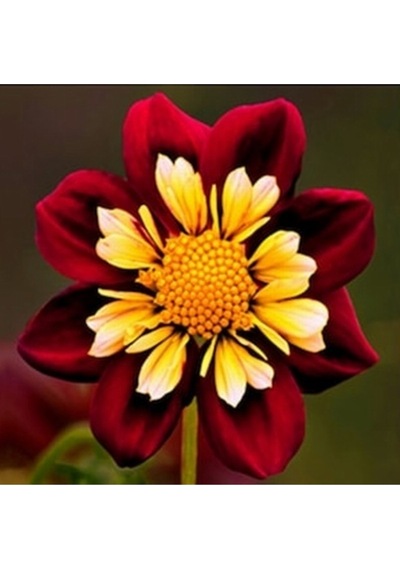 10 Adet Yıldız Dahlia Çicek Tohumu + 10 Adet Hediye Karışık Renk Gül Tohumu
