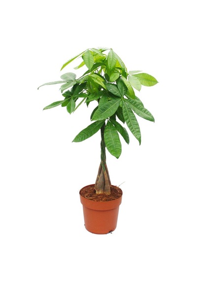 Pachira & Pilea & Paşa Kılıcı