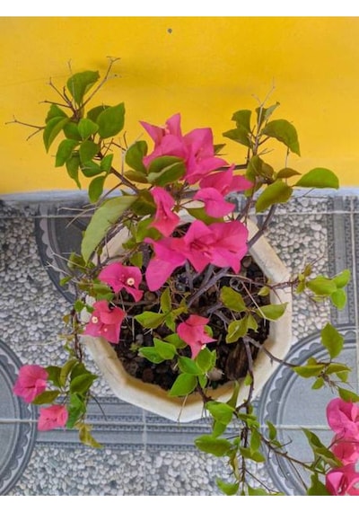 Çalı Begonvil Pembe Dolgun Ürün 20 60 Cm 1 Adet Saksılı Çiçekli Iç/ Dış Mekan Bougainvillea