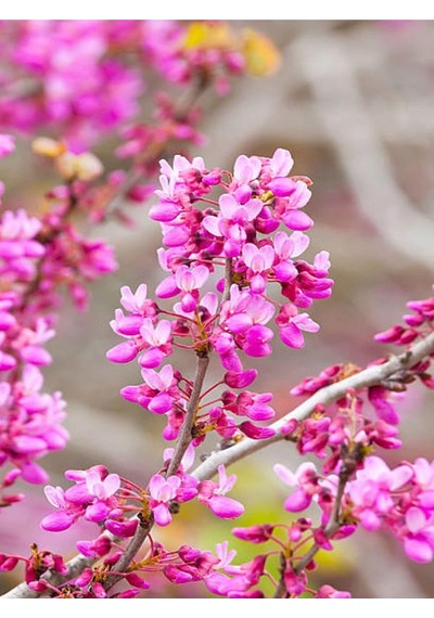 Pembe Erguvan Ağacı Fidanı 1 Adet Saksılı/tüplü 50-70cm Pi Nk Cerci S Diğer