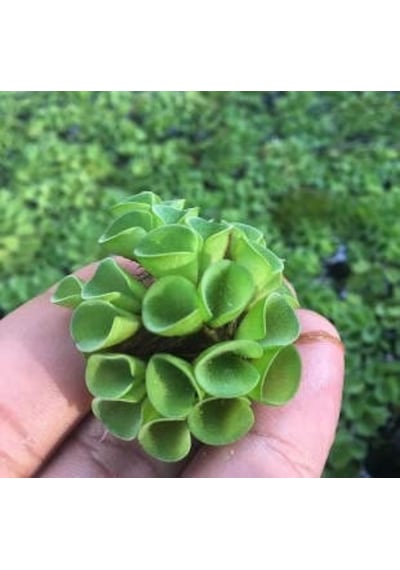 Ayrex Salvinia Cuculatta 2 Kök Su Üstü Bitkisi Akvaryum Ve Havuz Bitkisi