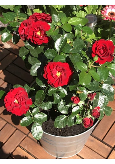 Videolu Kırmızı Gül 2 Adet Saksılı 40-60cm Aşılı Gül Bahçe Bitkisi Red Roses