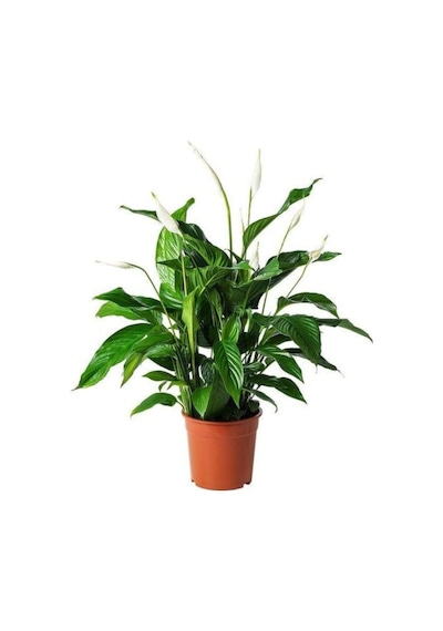 Serada Decor Plant Barış Çiçeği Spathiphyllum Sokak Lambası Ev Bitkisi Ofis Barış Çiçeği 50-80 Cm