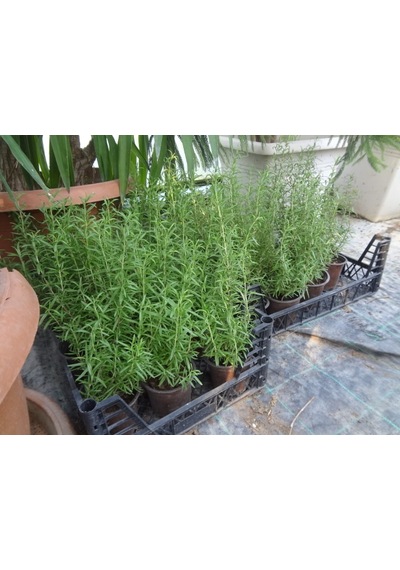 Yeşil Deniz Fidancılık Biberiye 20-40 CM