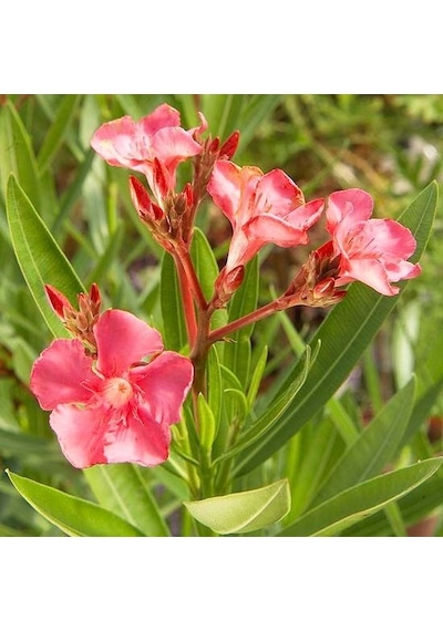 Zakkum Çiçeği 5 Adet - Nerium Oleander Dış Mekan Çiçeği