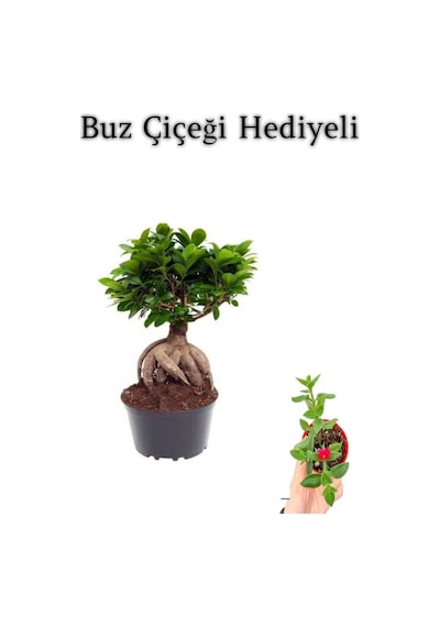 Hediyelik Bonsai Bitkisi Sevgililer Gününe Özel Buz Çiçeği Hediyeli