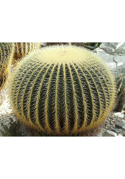 Altın Fıçı Kaktüsü – Echinocactus Grusonii 20-30 cm