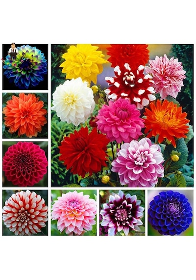 104 Adet Bodur Yıldız Dahlia Çiçeği Yumrusu Yumru Boyu 9 Cm . Yeni Mahsul.çiçekli Boyu 45 Cm.