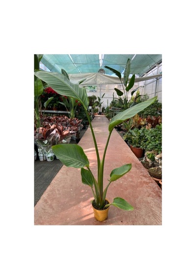 Starliçe Cennet Kuşu Strelitzia Nicolai 10-20 Cm