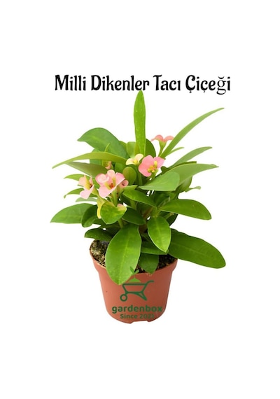 Pembe Renk Dikenler Tacı Çiçeği 1 Adet Saksılı 20-25cm